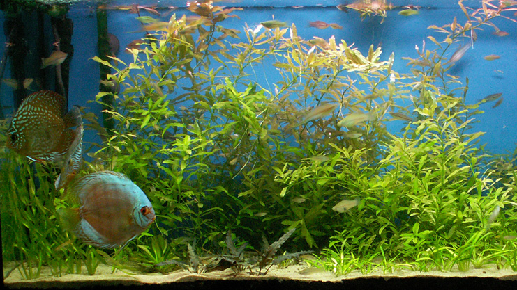 Saltwater vs Freshwater Aquarium: Which Side Are You On?