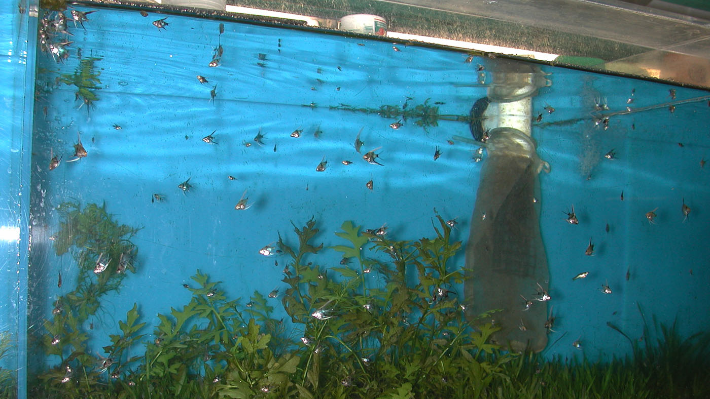Angelfish produced at Aquaworld Aquarium