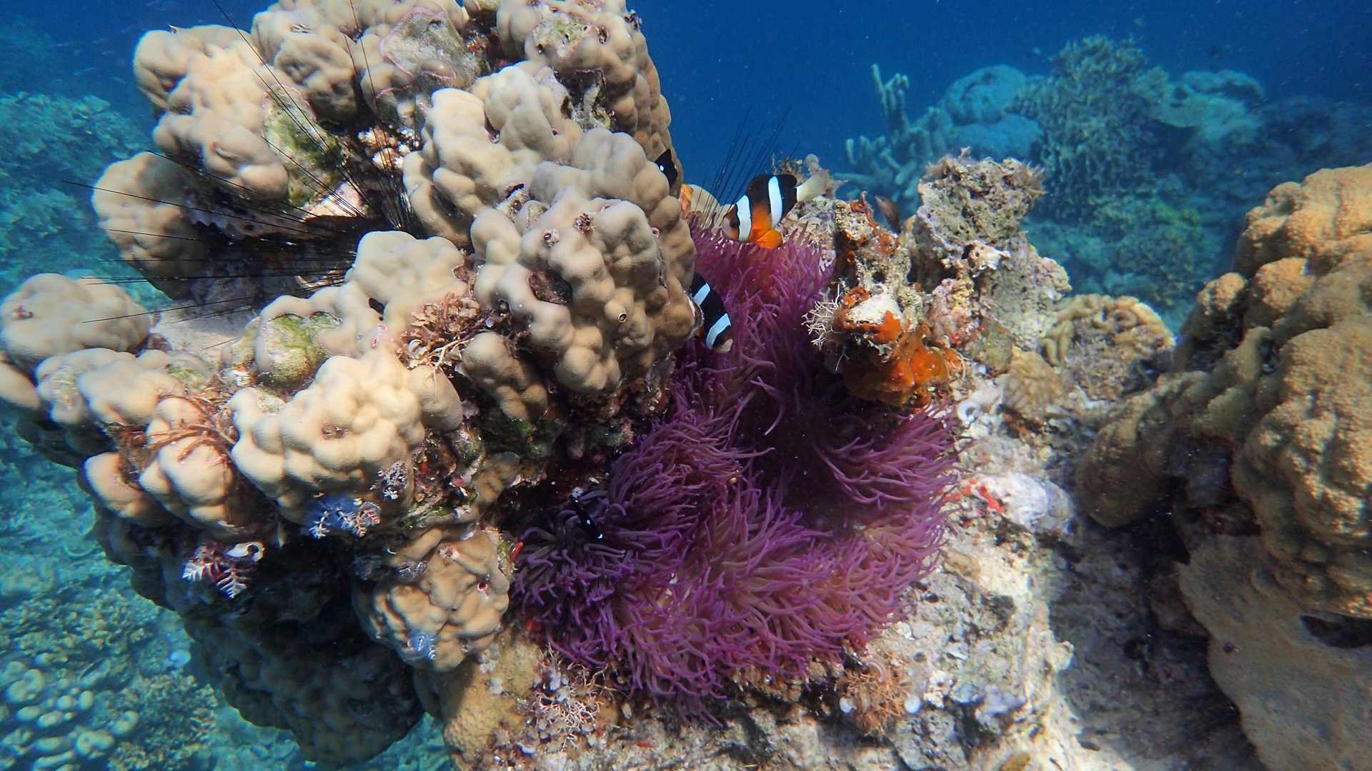 Amphiprion clarkii (Clark's clownfish) and Heteractis crispa (rare purple sebae anemone), Apulit Island, Taytay Bay, Palawan, Philippines.