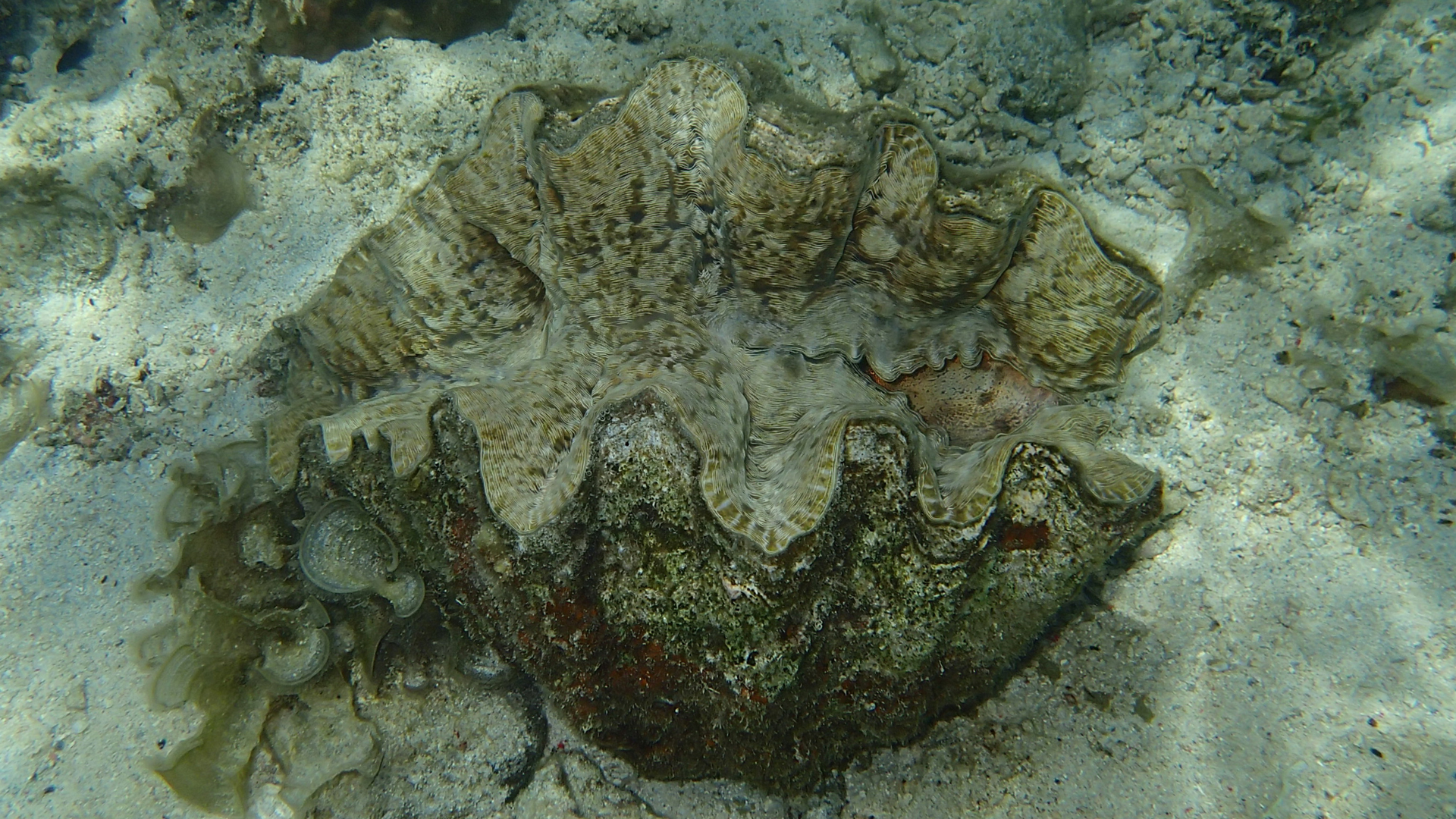 Hippopus hippopus (Bear Paw Clam)