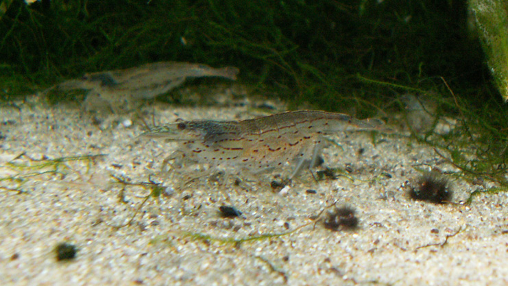 Caridina multidentata (Amano, algae-eating shrimp)