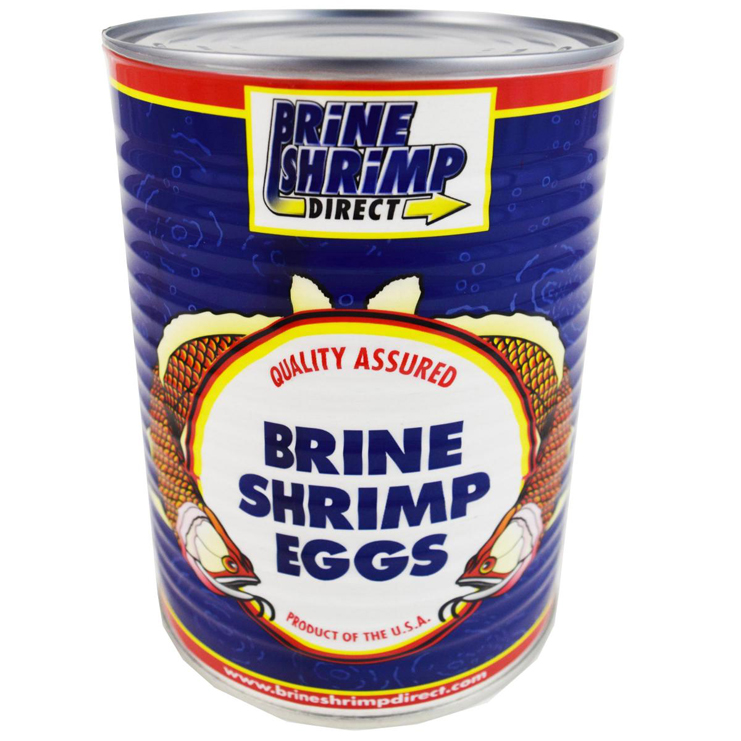 Brine Shrimp Eggs