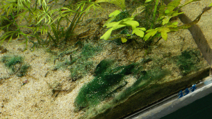 Blue-Green Algae (Cyanobacteria)