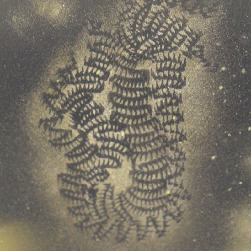 Diatom algae