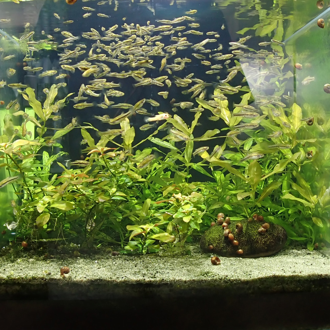 Right tank used for freshwater organic carbon dosing.
